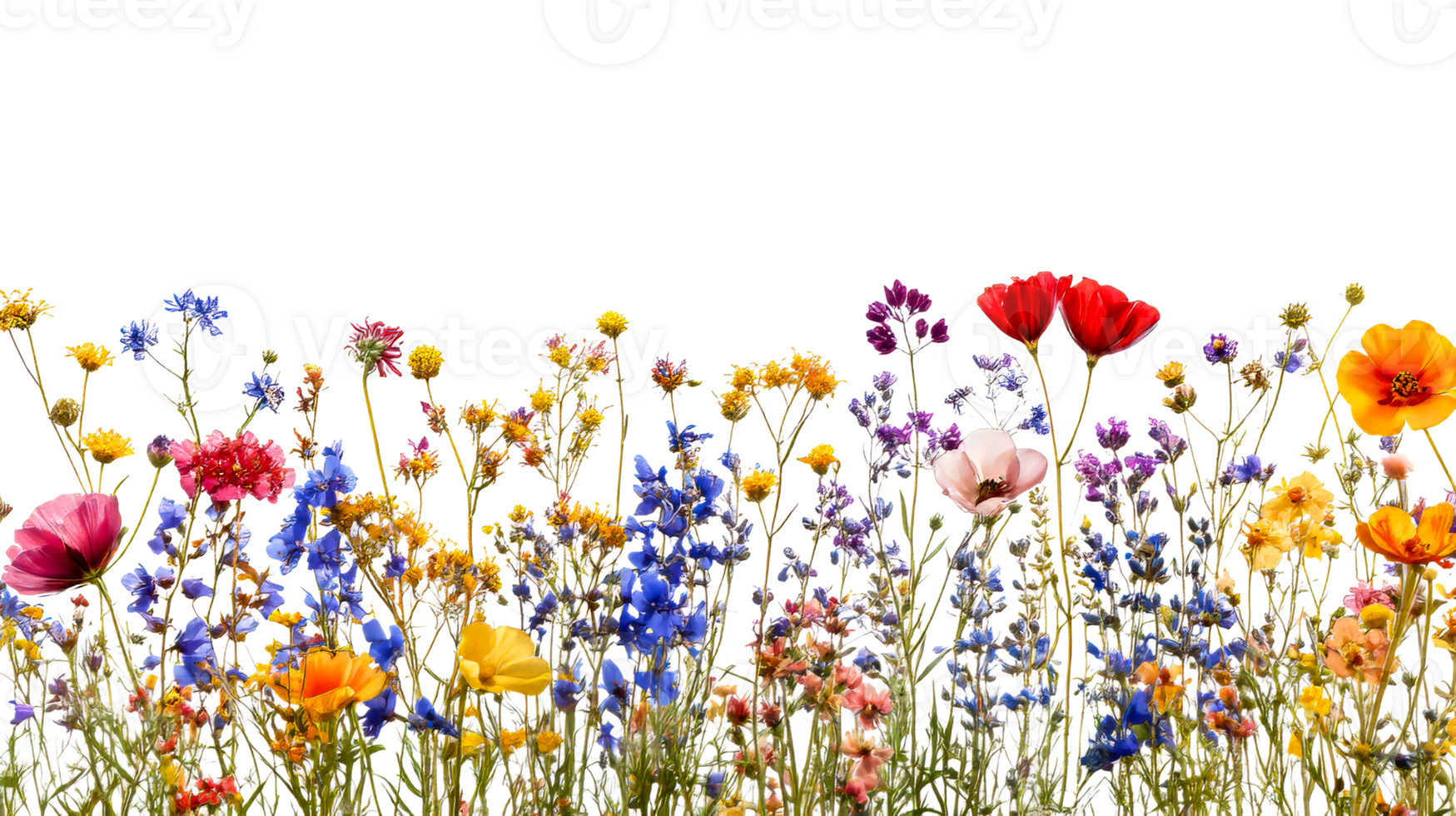 Colorful wildflowers blooming in a vibrant display png