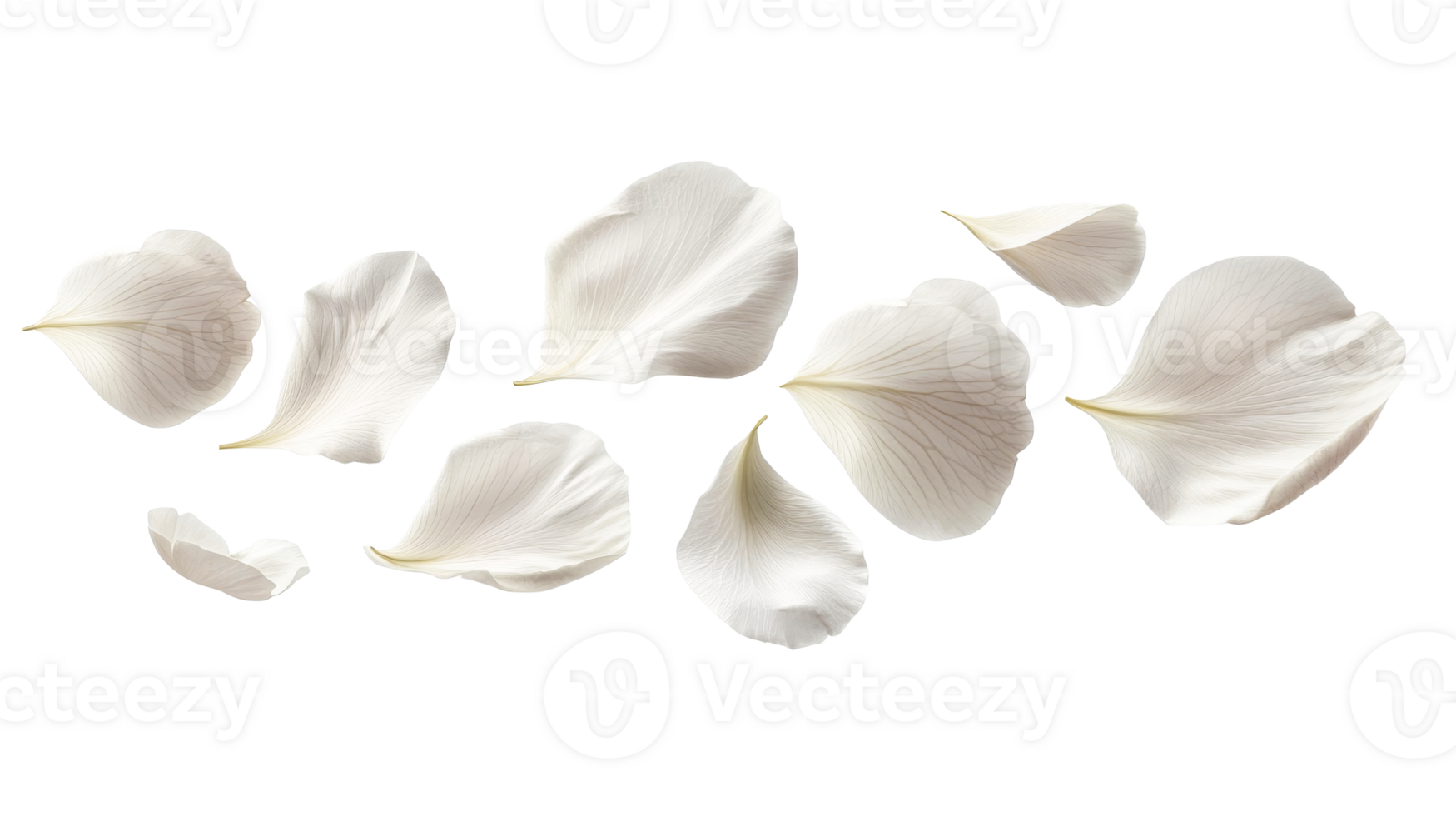 White rose petals on clear background png