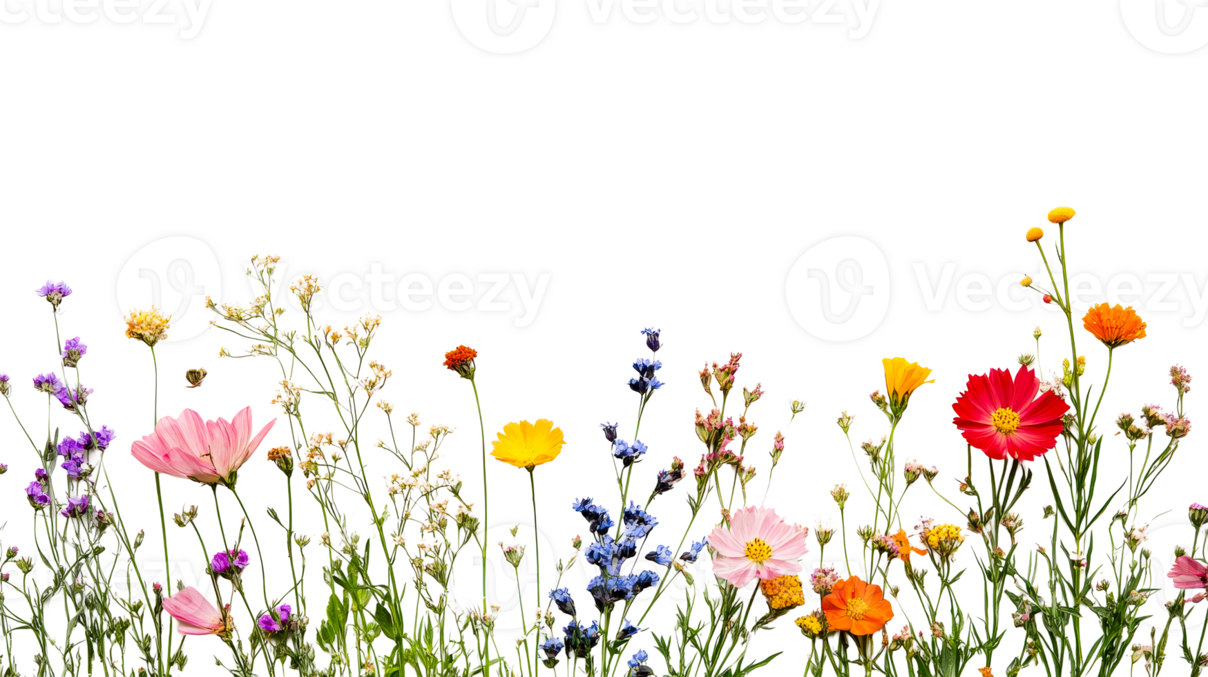 Colorful wildflowers on clear backdrop png