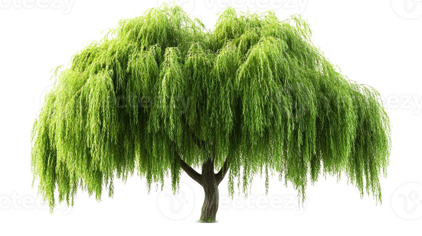 Willow tree with cascading green foliage outdoors png