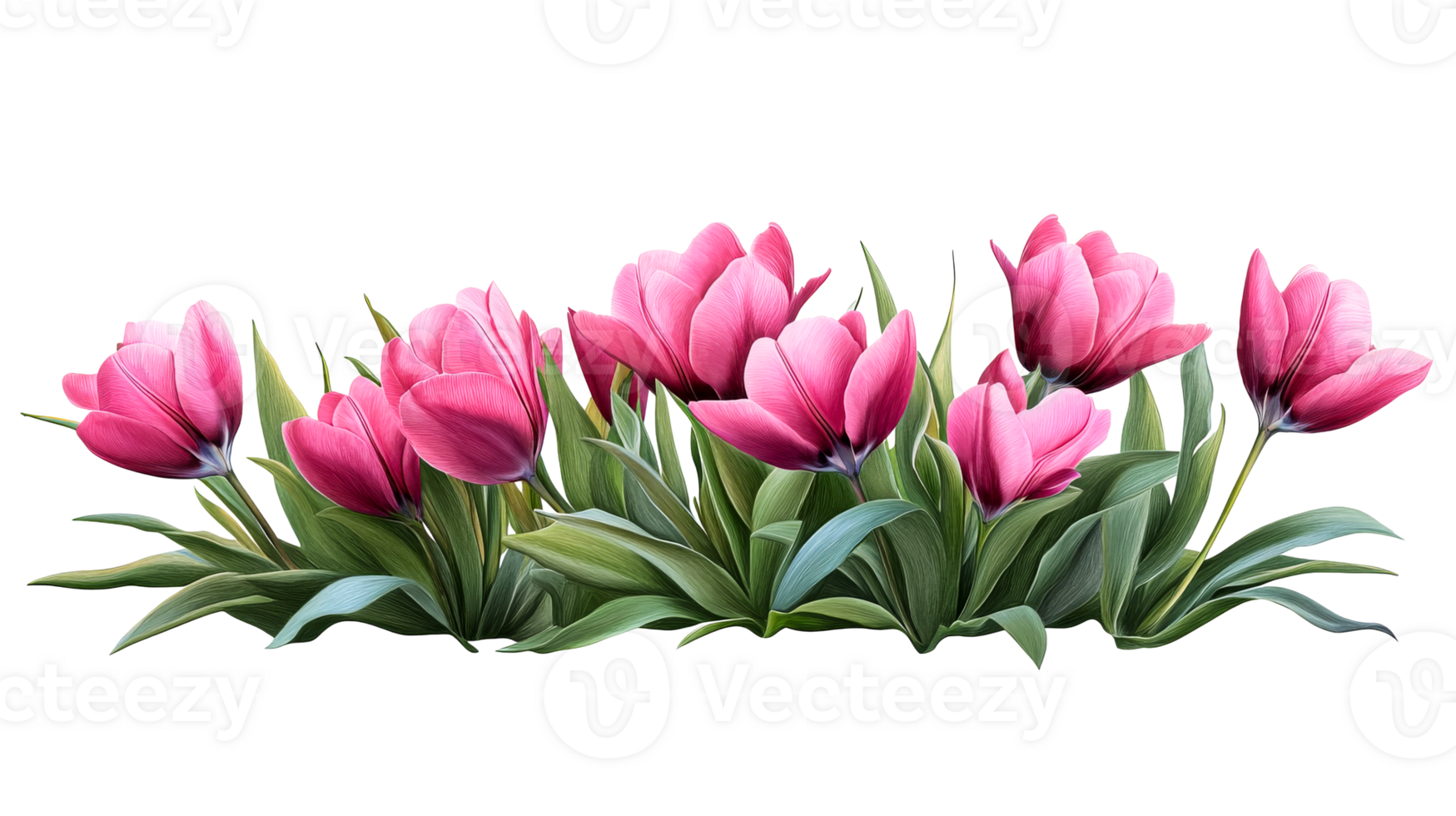 Pink tulip arrangement, cut out transparent png