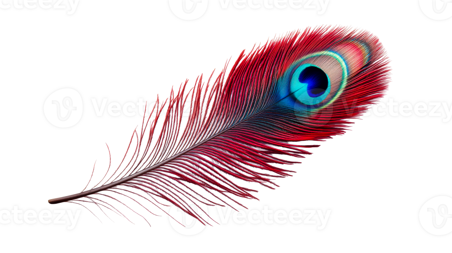 Red peacock feather isolated, cut out transparent png