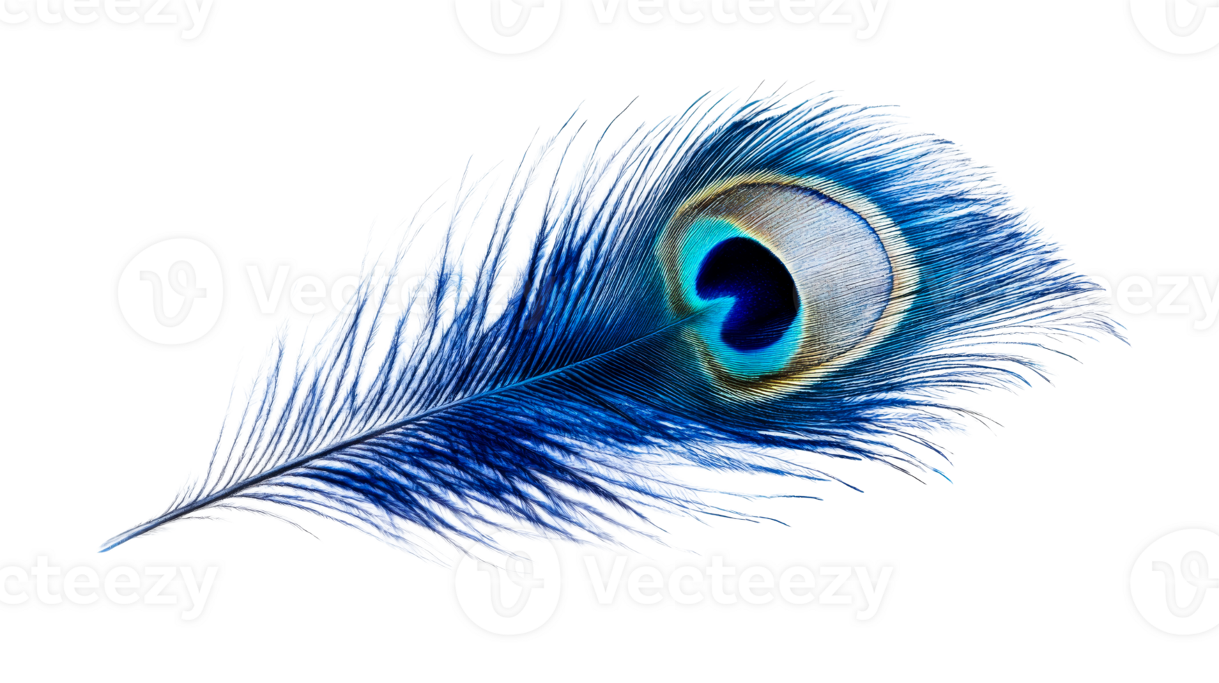 Peacock plume isolated, cut out transparent png