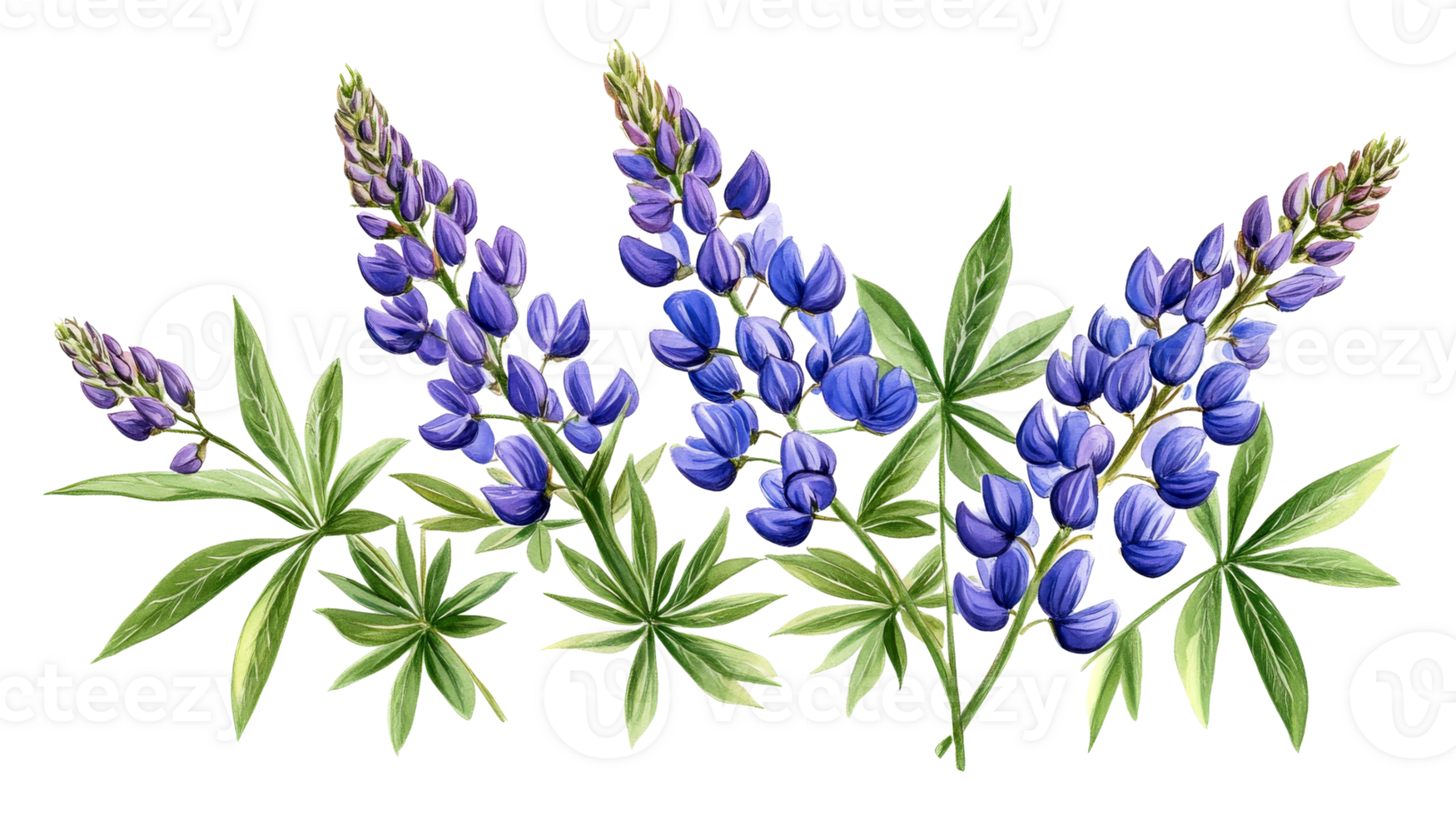 Lupine floral arrangement, cut out transparent png