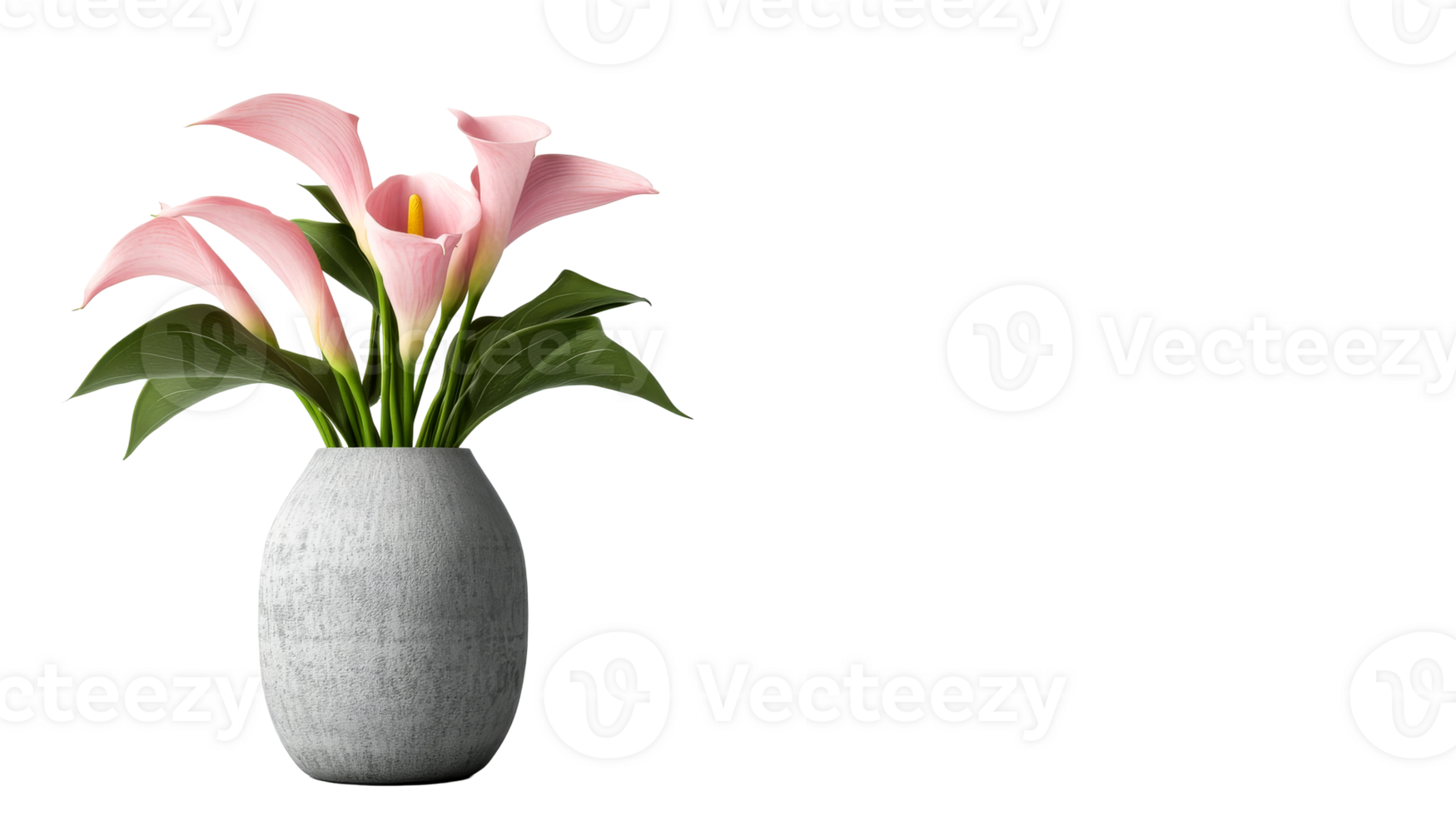 Pink calla lily bouquet in vase, cut out transparent png