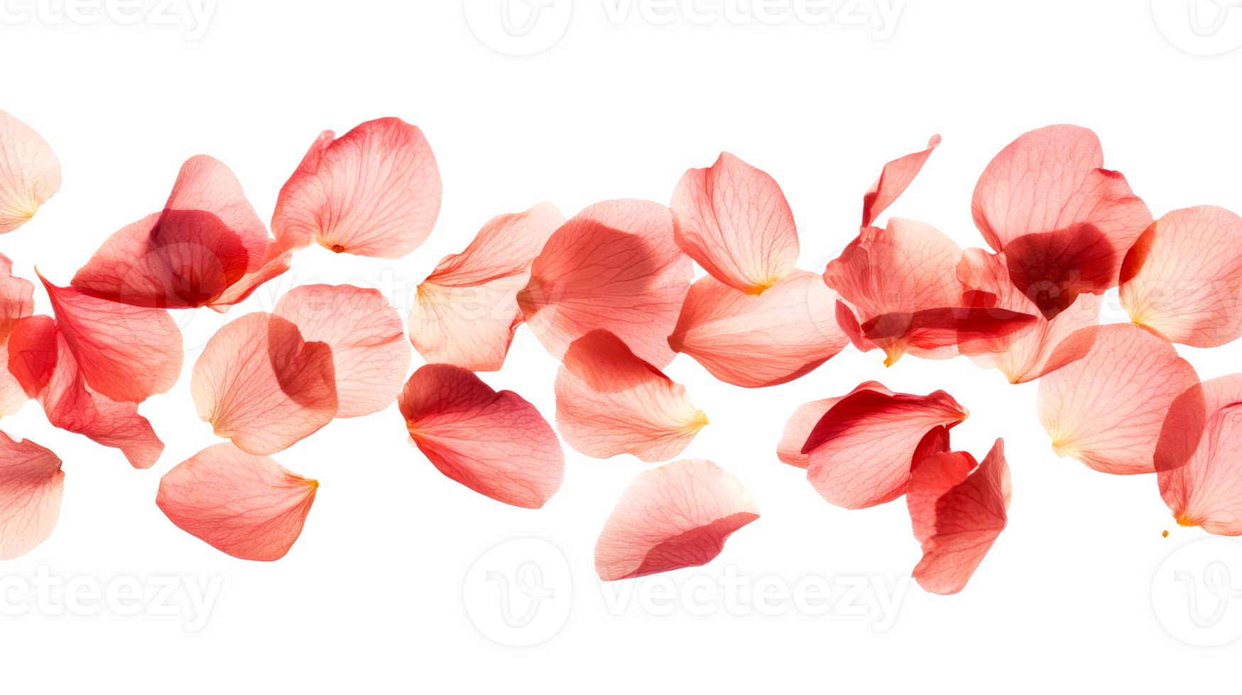 Floating coral petals on black, cut out transparent png