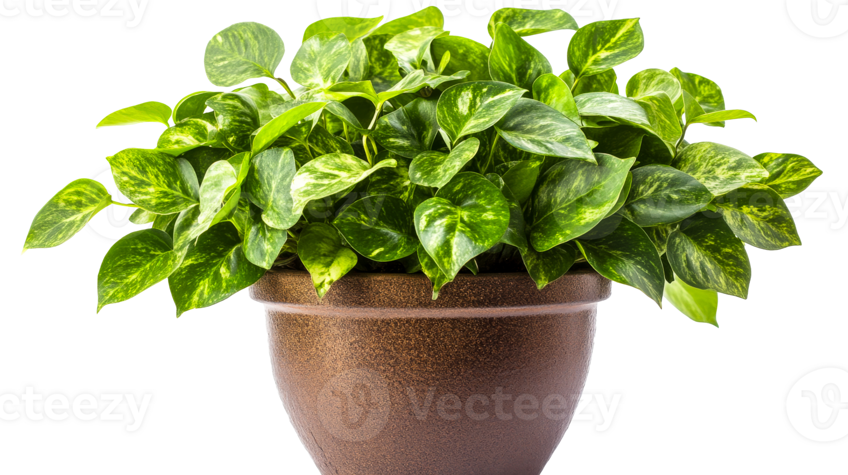 Vibrant green houseplant in a decorative pot png