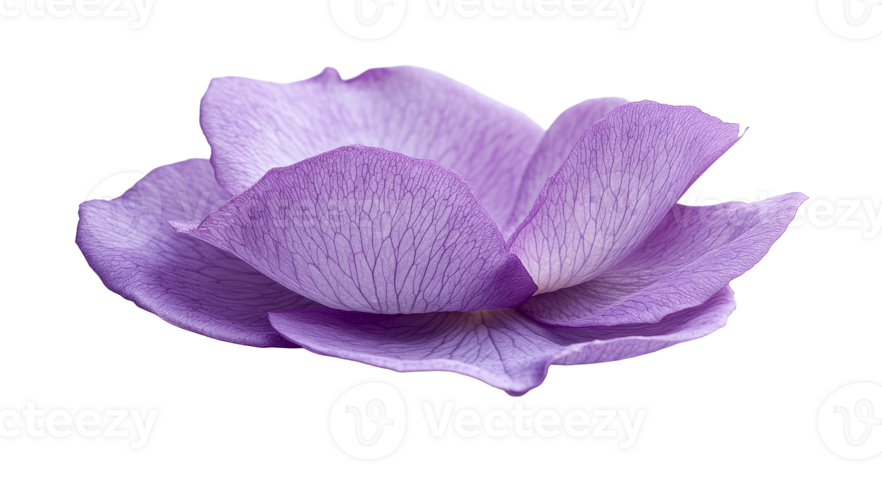 Elegant purple flower with delicate petals png