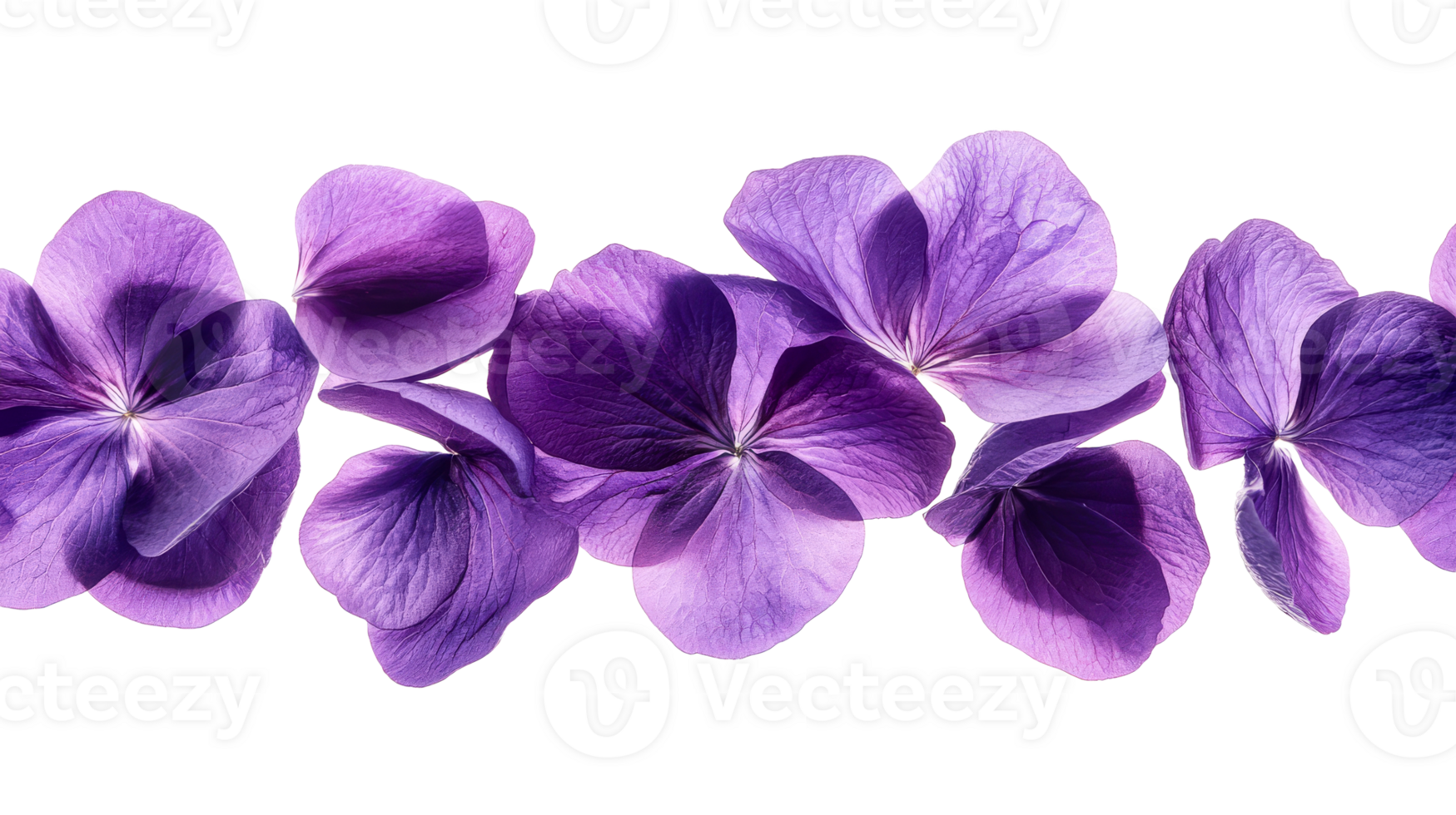 Vibrant purple flower petals neatly arranged png