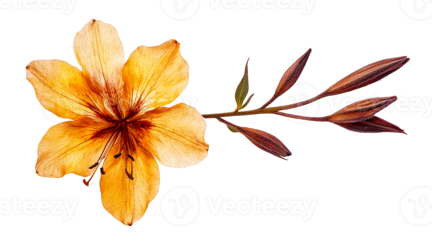 Yellow flower with unique petal design and buds png