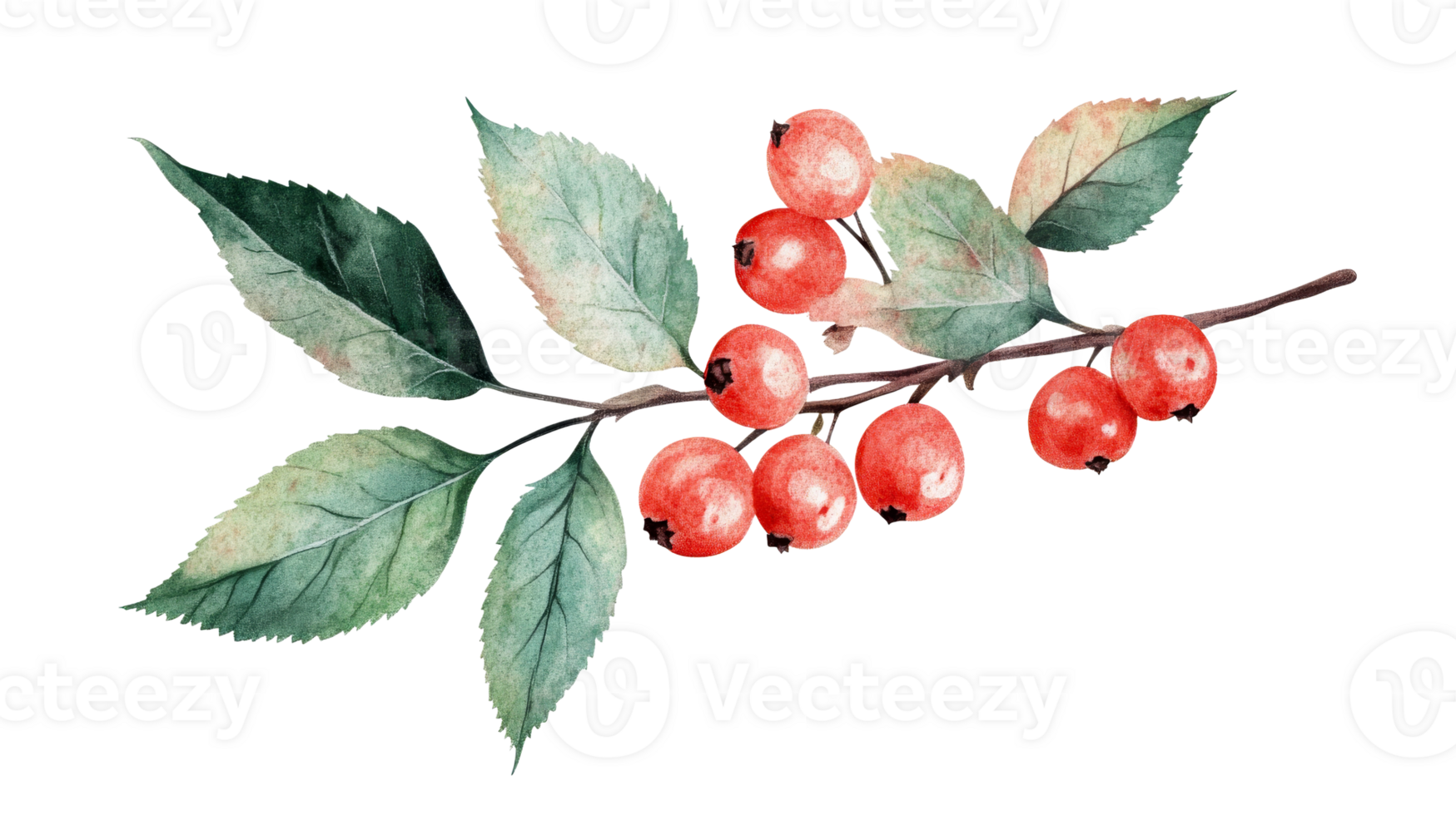 Bright red berries on a branch with leaves png