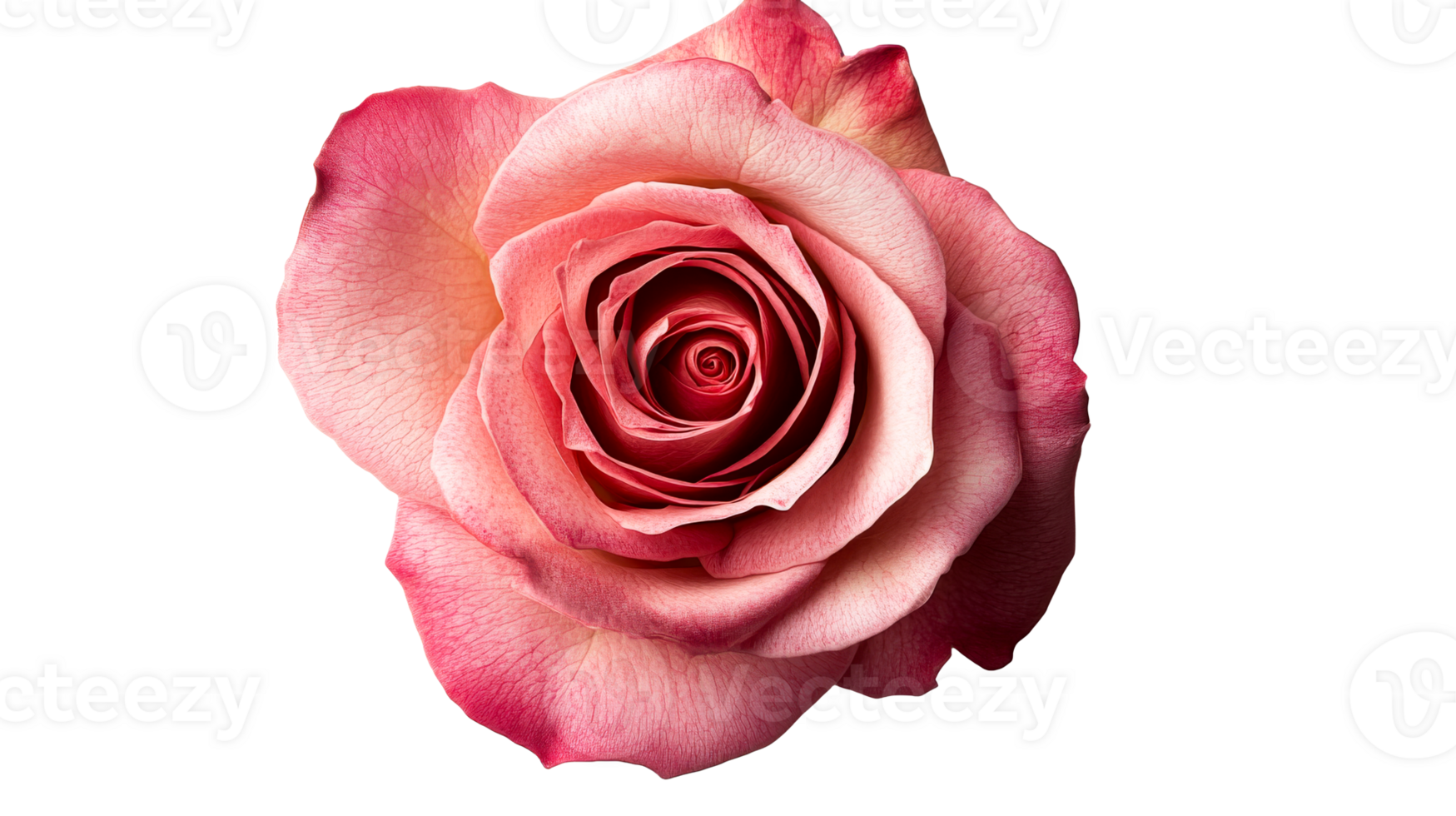 Beautiful pink rose bloom with subtle hues png
