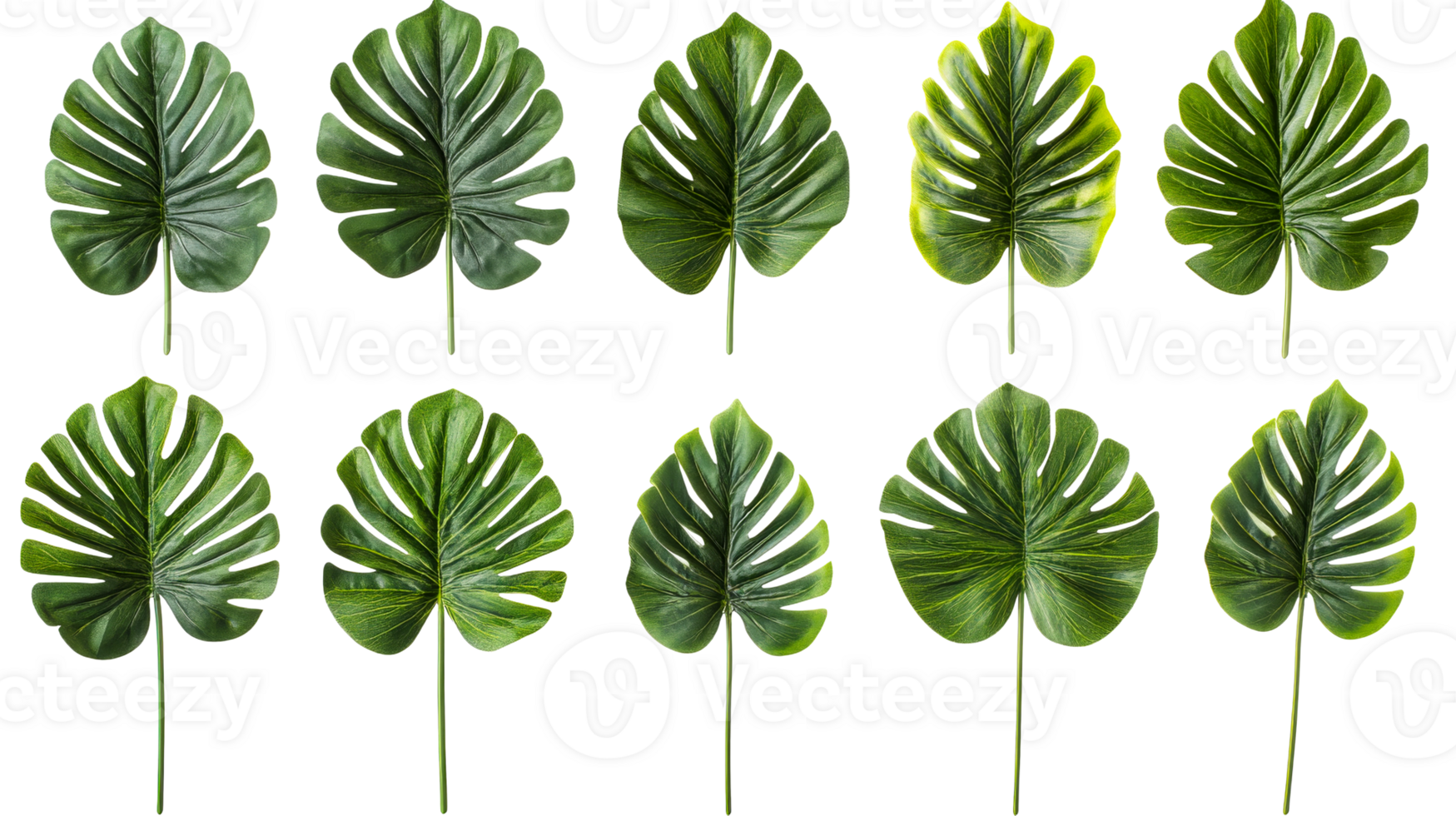 Unique green leaves arranged in a creative pattern png