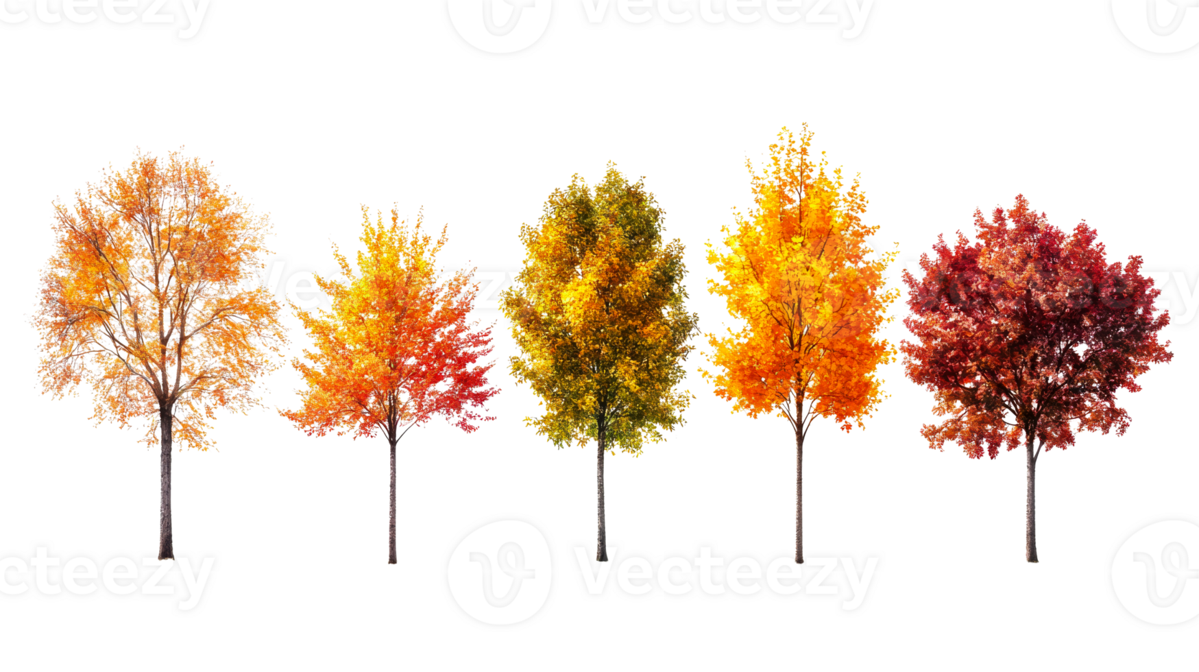 Beautiful autumn trees displaying vibrant colors png