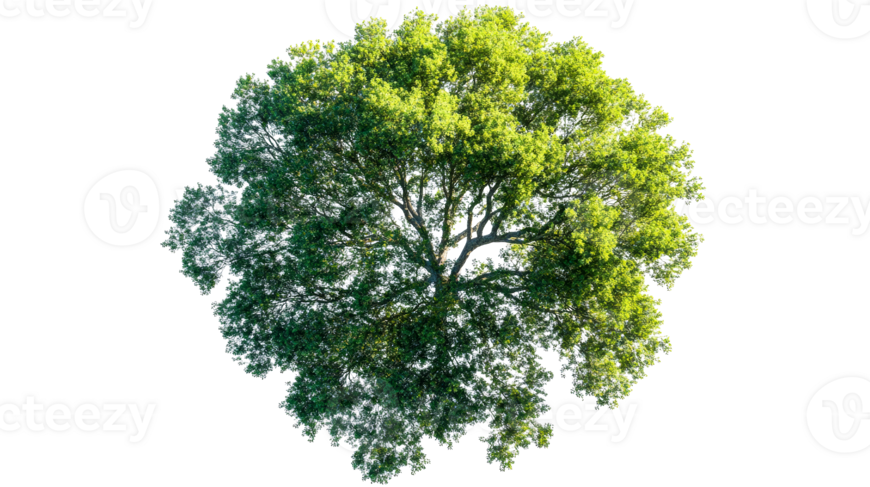 Lush green tree on transparent bg png
