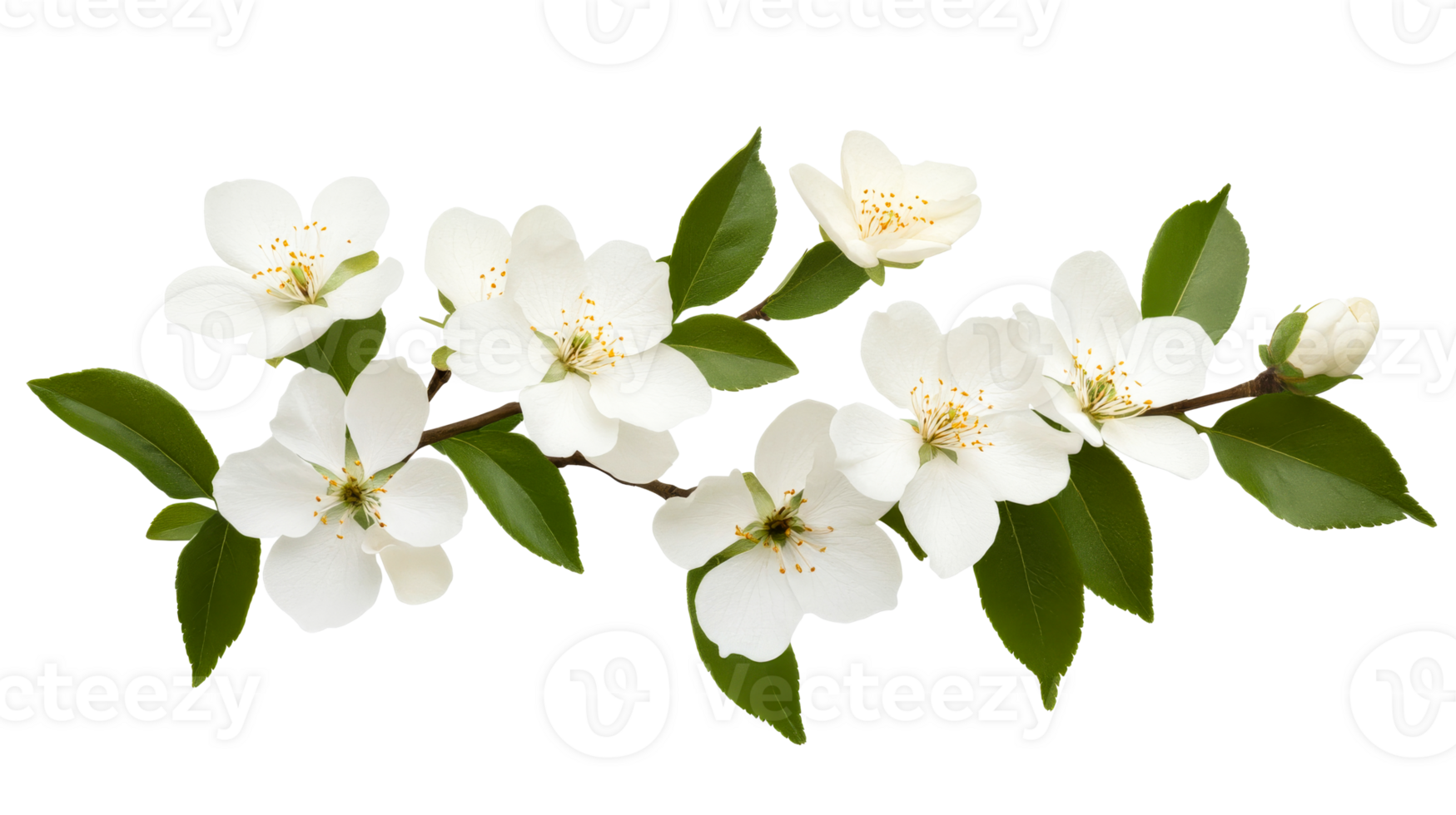 White flowers, green leaves, transparent bg png