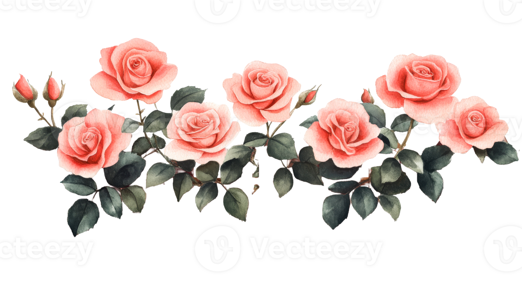 Pink roses, green leaves, transparent bg png