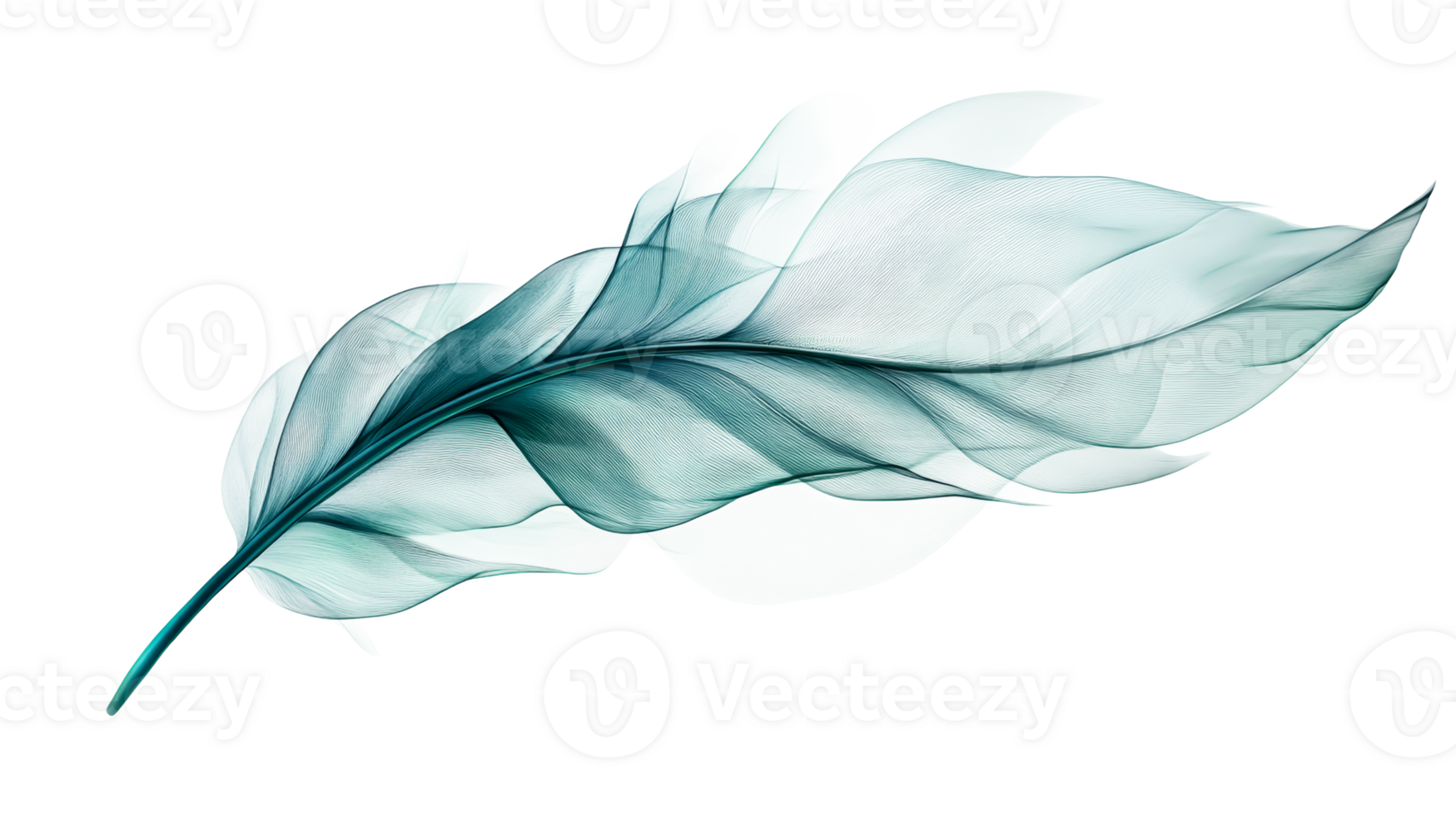 Teal feather isolated on black background, cut out transparent png