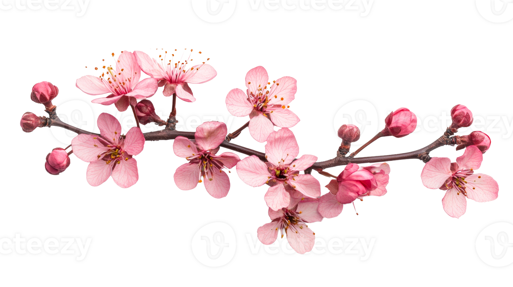 Plum blossom, springtime flora, cut out transparent png
