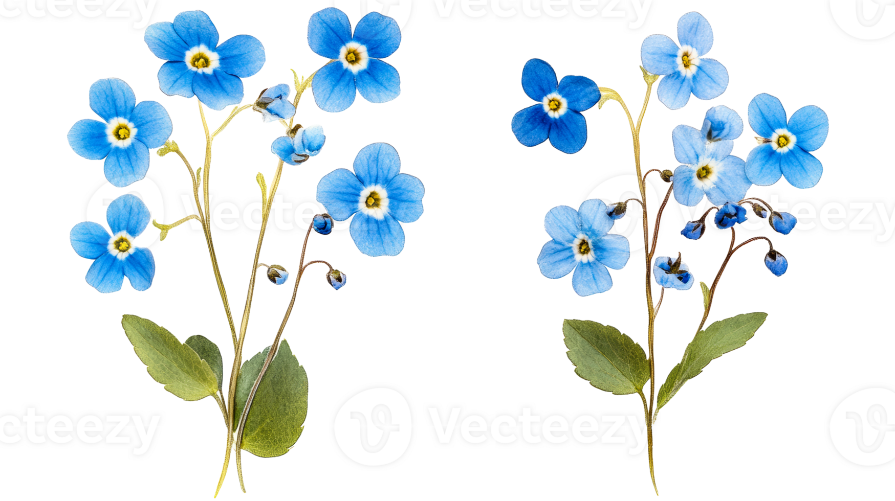 Forget-me-not blossoms on black background, cut out transparent png
