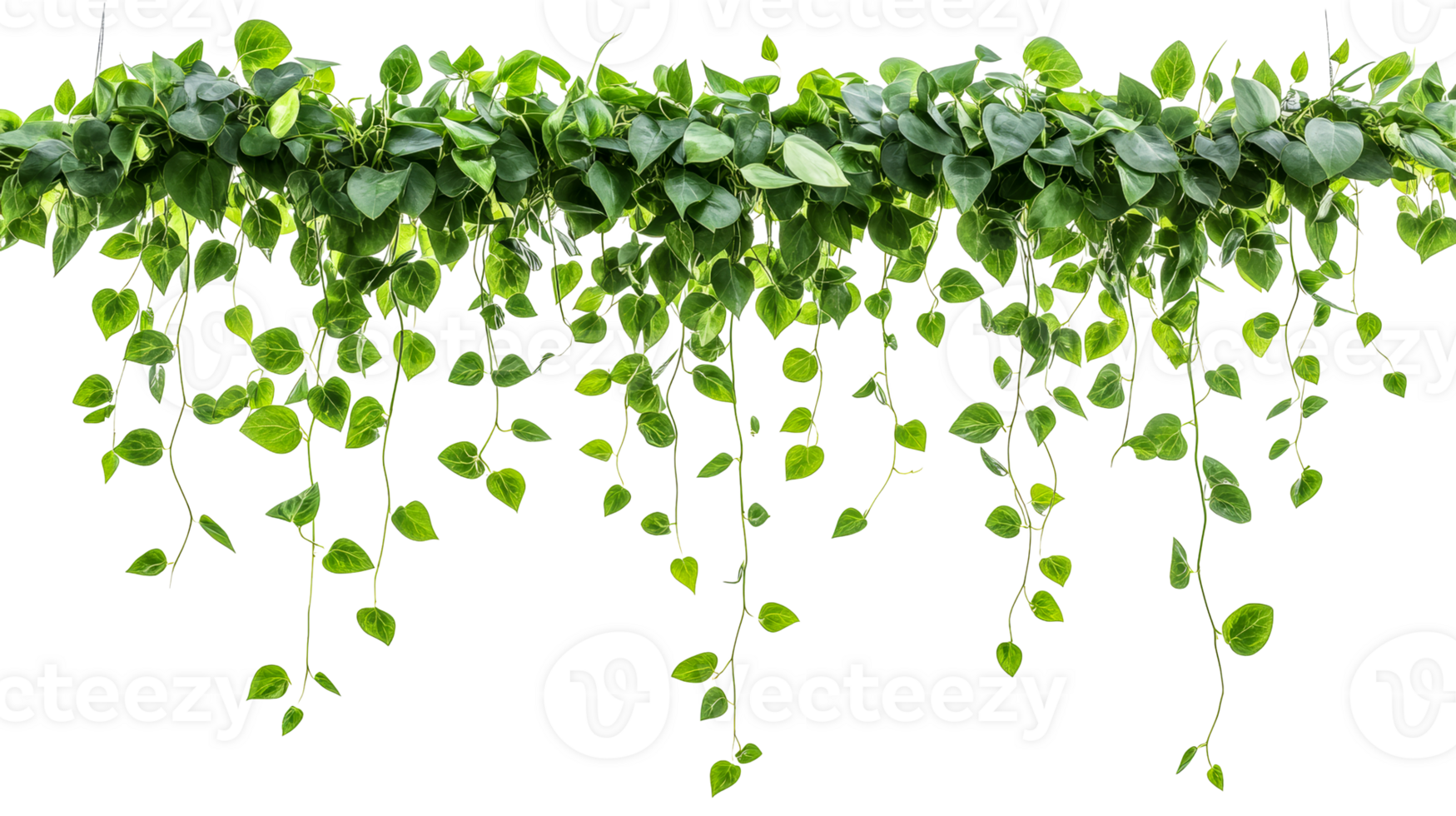 Trailing Greenery with Lush Foliage, cut out transparent png