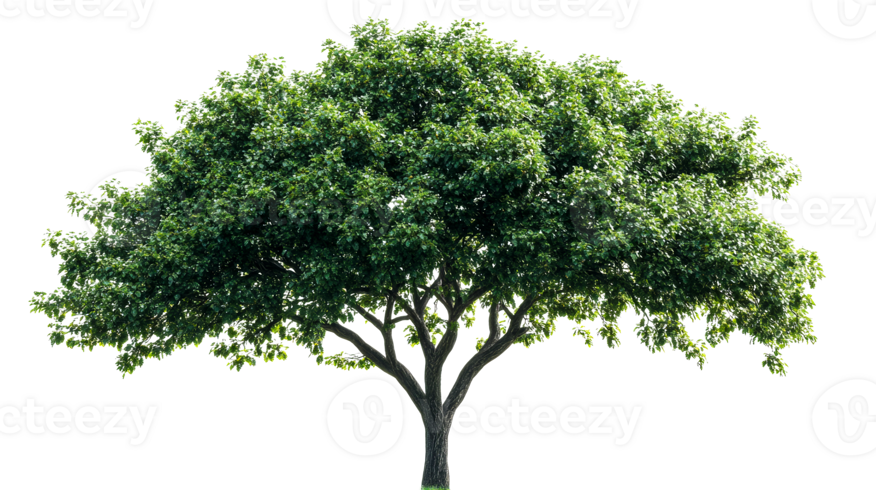 Isolated leafy tree, cutout transparent png