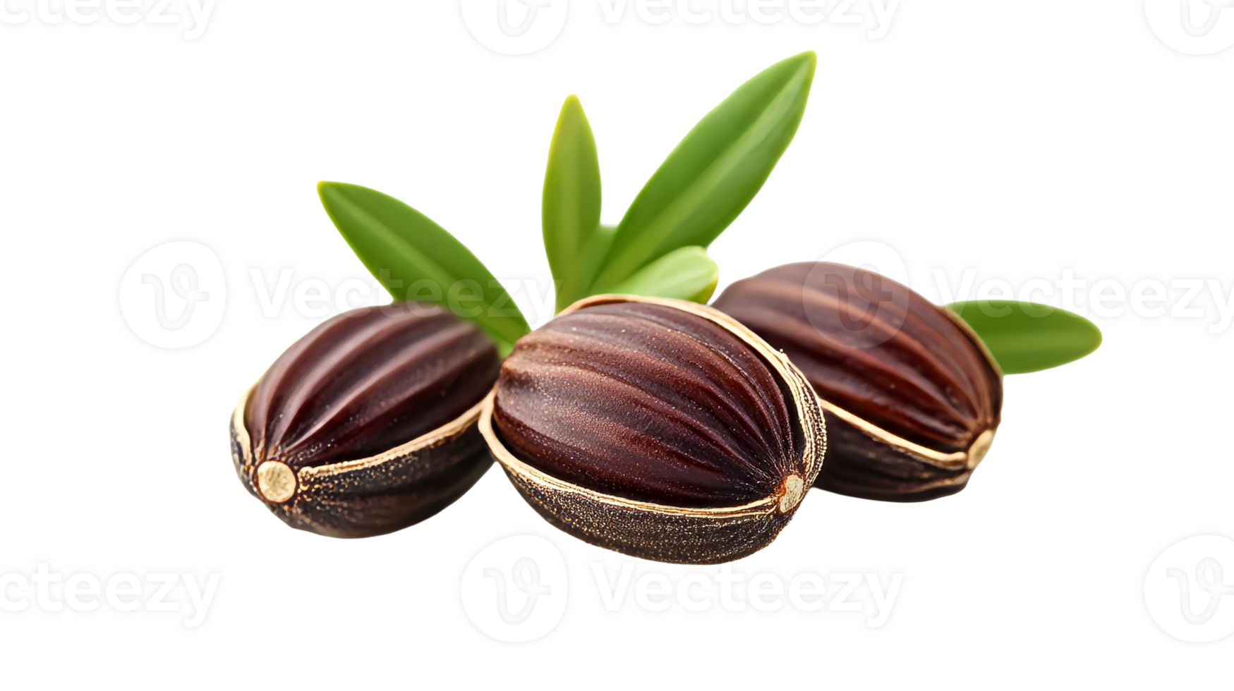 Jojoba seeds with green leaves, cut out transparent png
