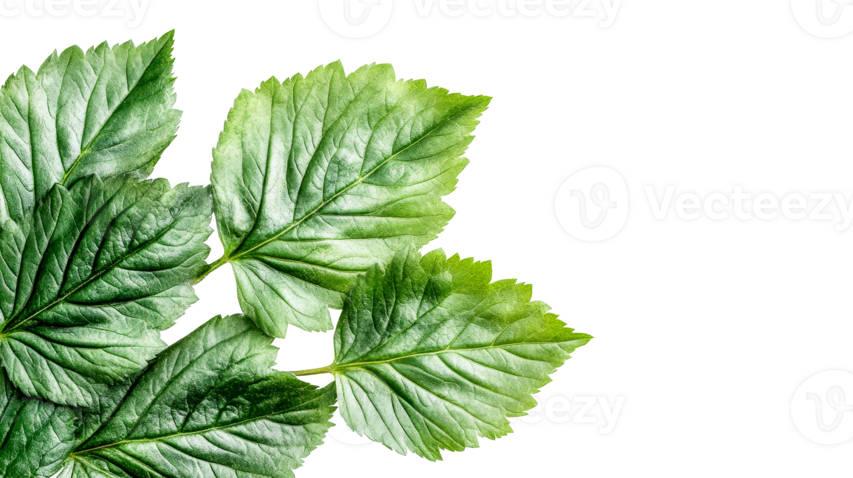 Leaf detail, isolated against black backdrop, cut out transparent png