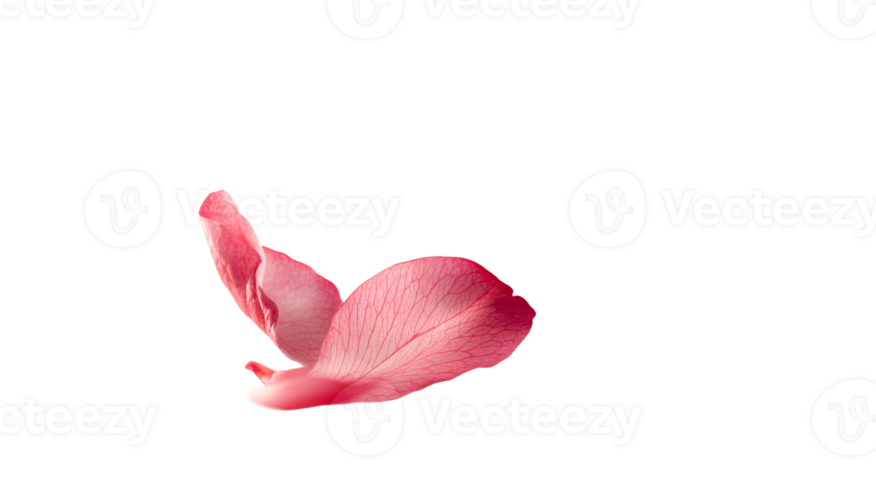 Pink petal, isolated on black background, cut out transparent png