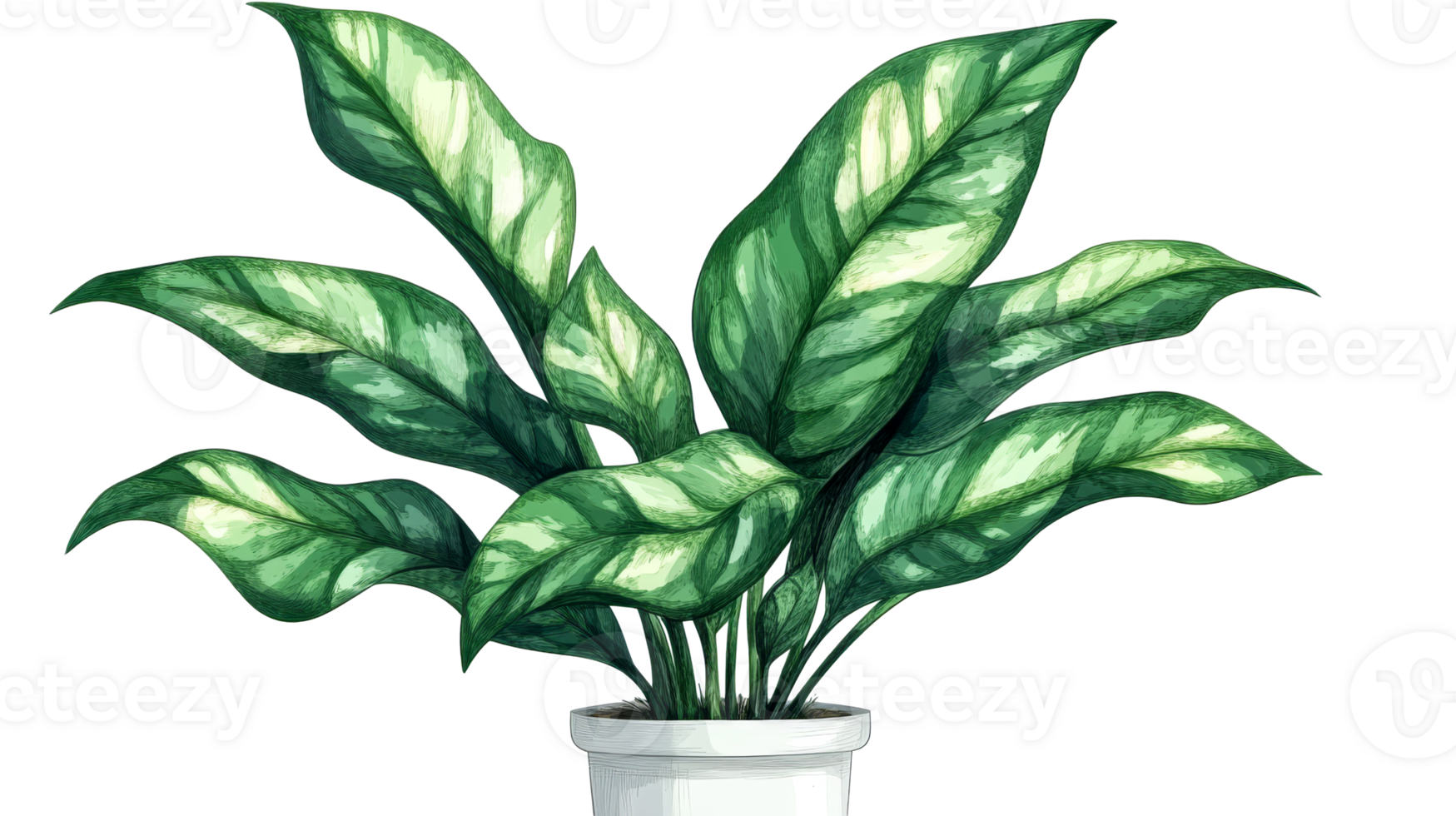 Indoor Plant, Container Decoration, cut out transparent png