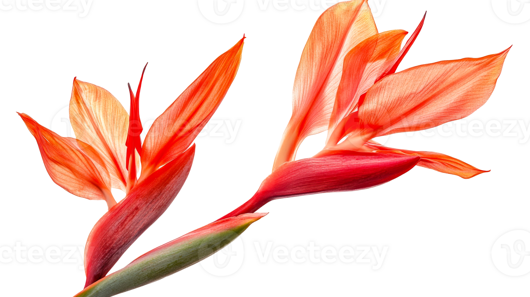 Orange canna lily blooms on black, cut out transparent png