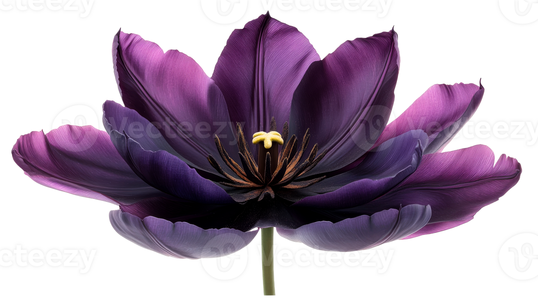 Dark violet tulip blossom on black, cut out transparent png