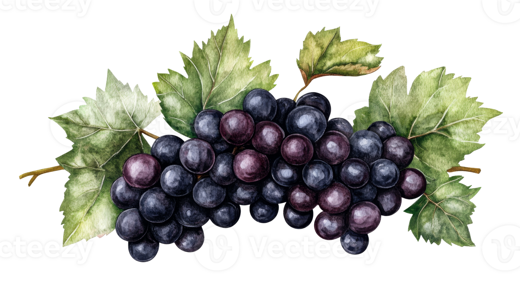 Dark Grapes with Leaves, cut out transparent png