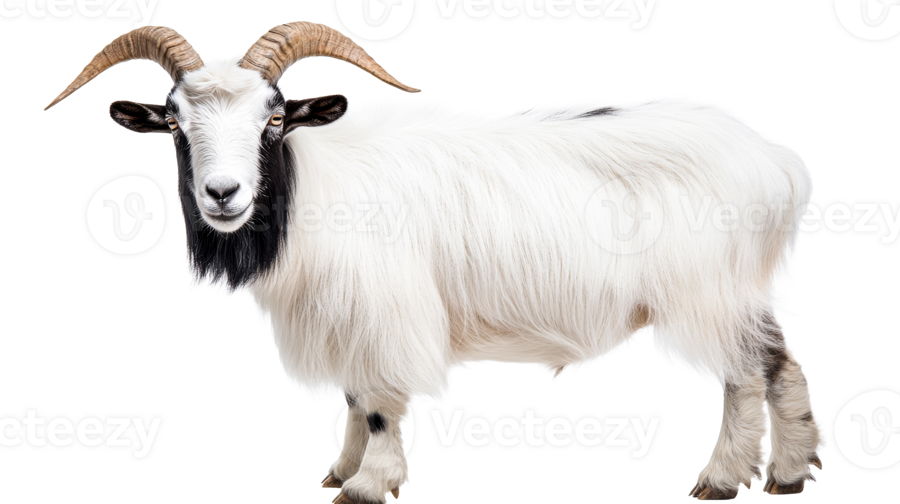 White hairy goat with horns, cut out transparent png