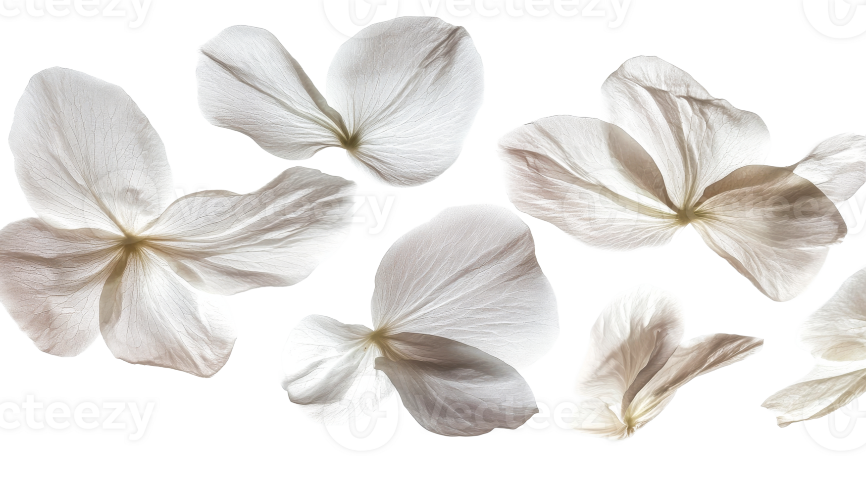 White Petals Against Dark, cut out transparent png