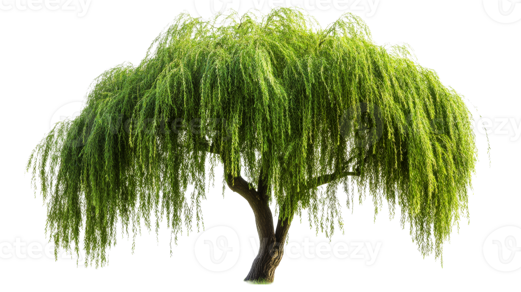 Isolated willow tree with green foliage, cut out transparent png