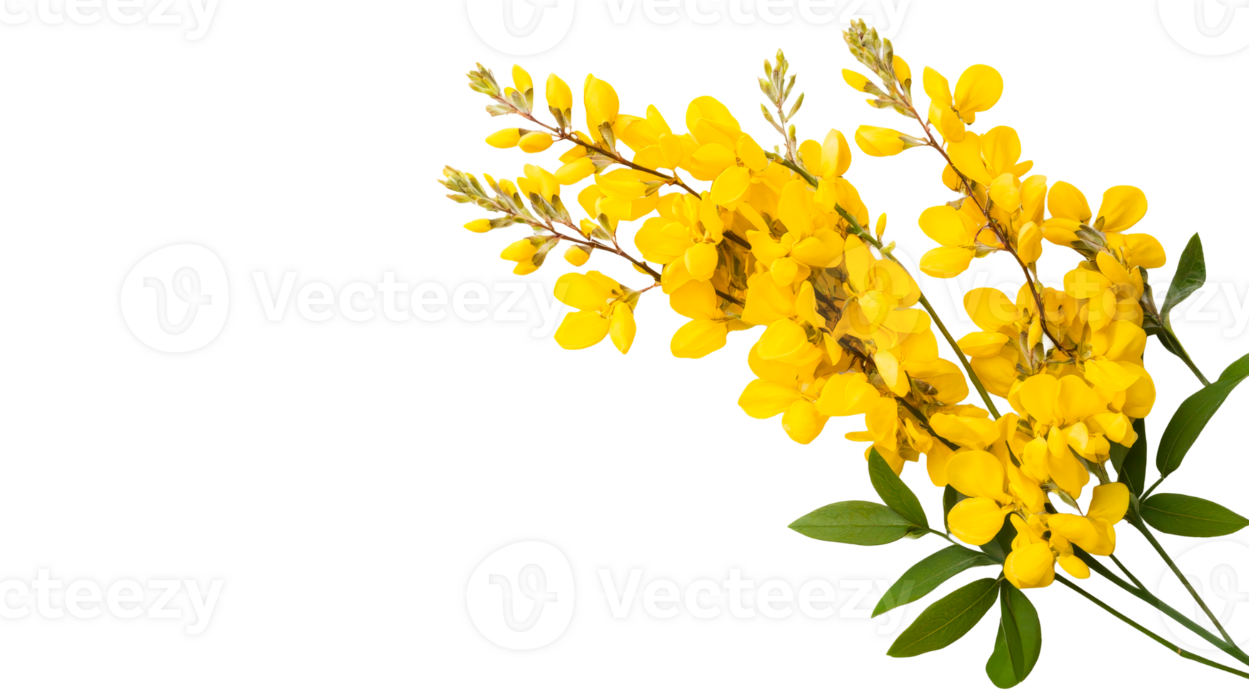 Cytisus scoparius, scotch broom, transparent png
