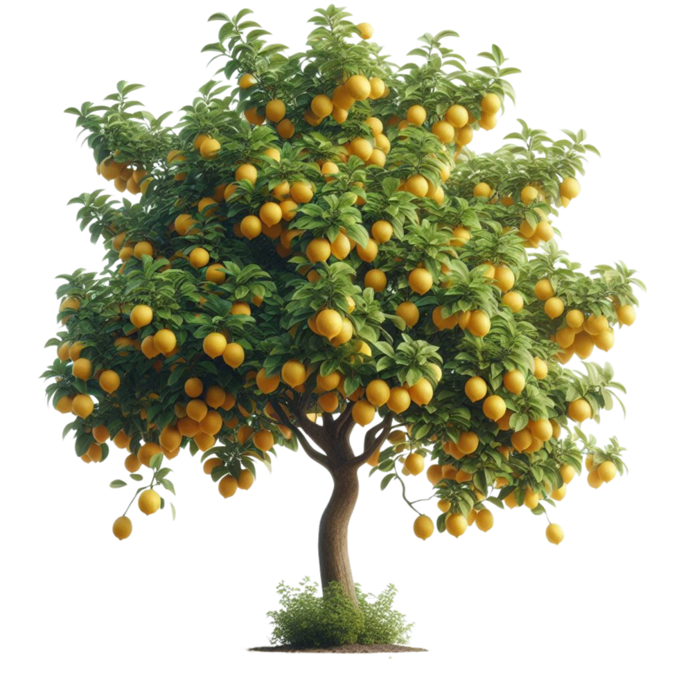 Vibrant Citrus Tree with Fruits png