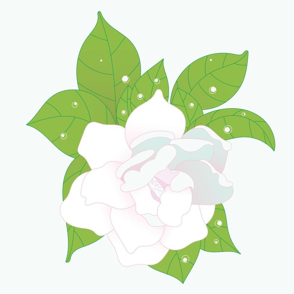 Elegant gardenia blossom with lush green leaves, beautiful nature flower illustration for floral design art vector