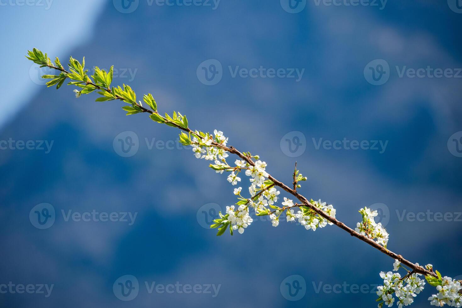 Flowering fruit branch photo