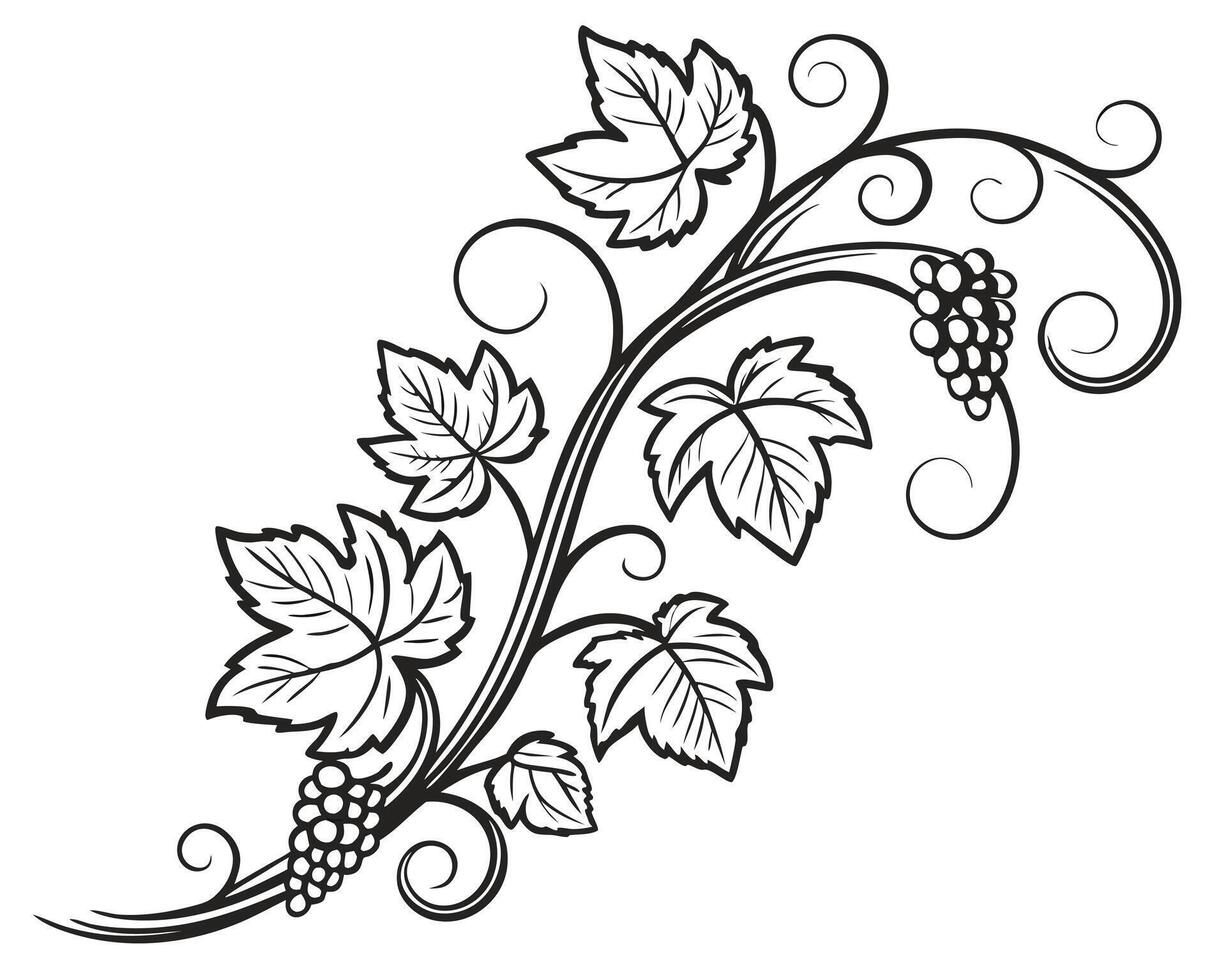 Vine and Grapes Elegant Art Illustration with Leaves and Swirling Patterns vector
