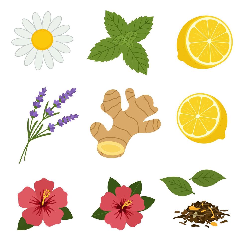 Herbal Tea Ingredients with Flat Lay, and White. vector