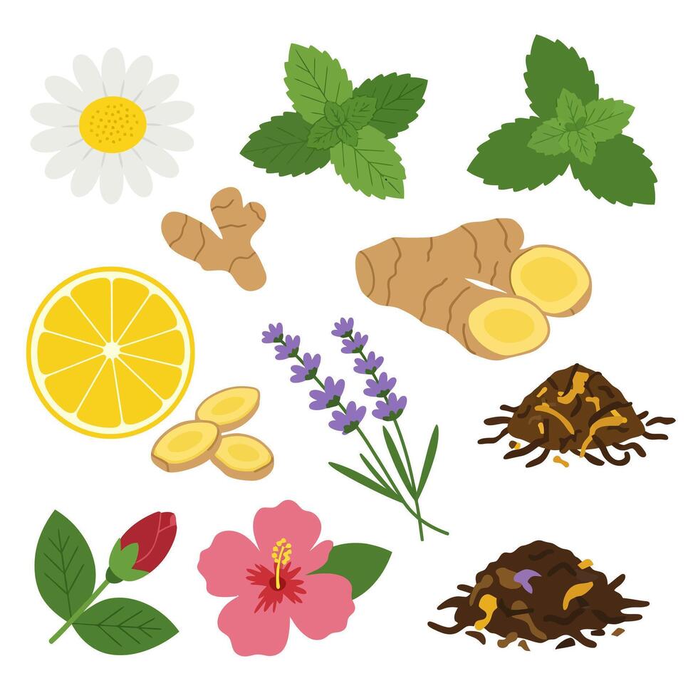Herbal tea ingredients isolated. vector