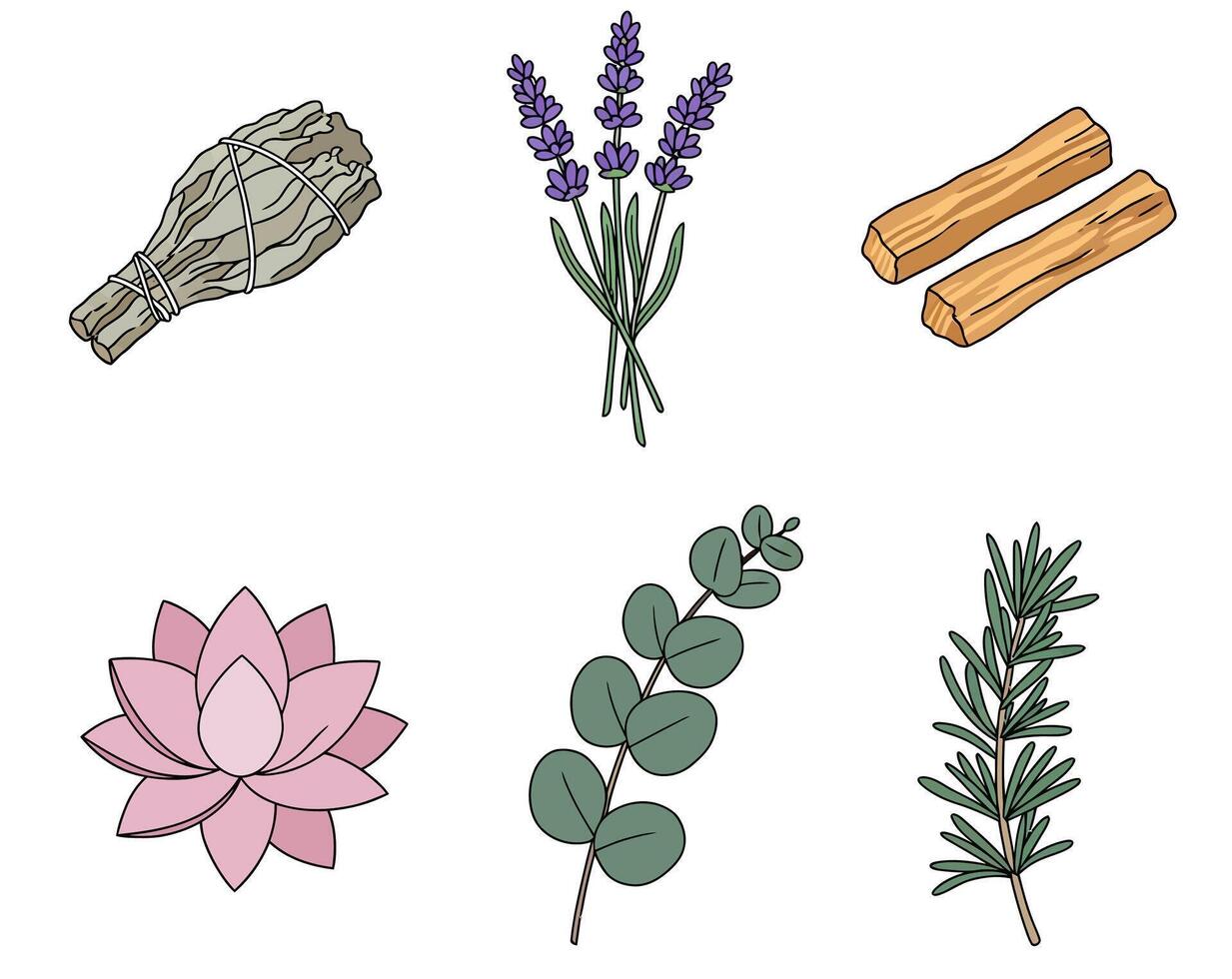Herbal Healing Lavender with Sage, and Palo Santo Illustration. vector