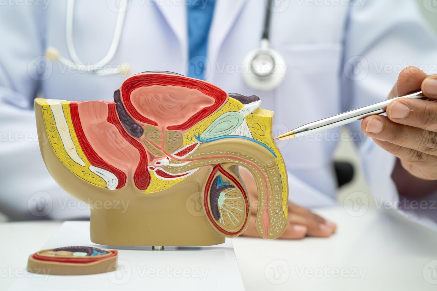 Male reproductive system photo