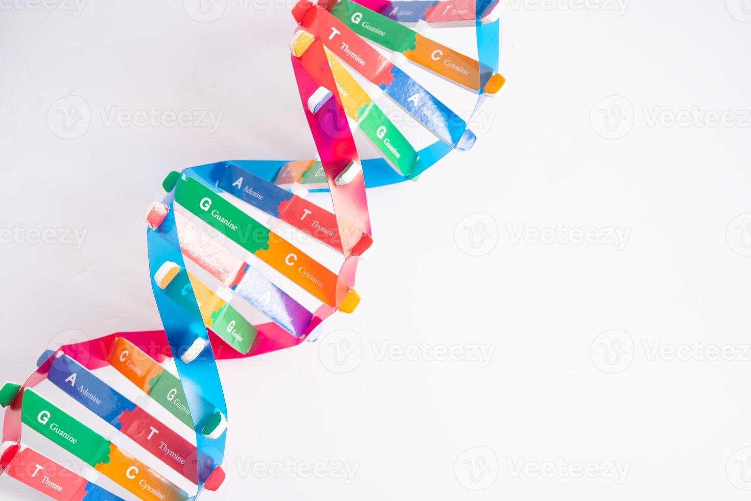 DNA or Deoxyribonucleic acid is a double helix chains structure formed by base pairs photo