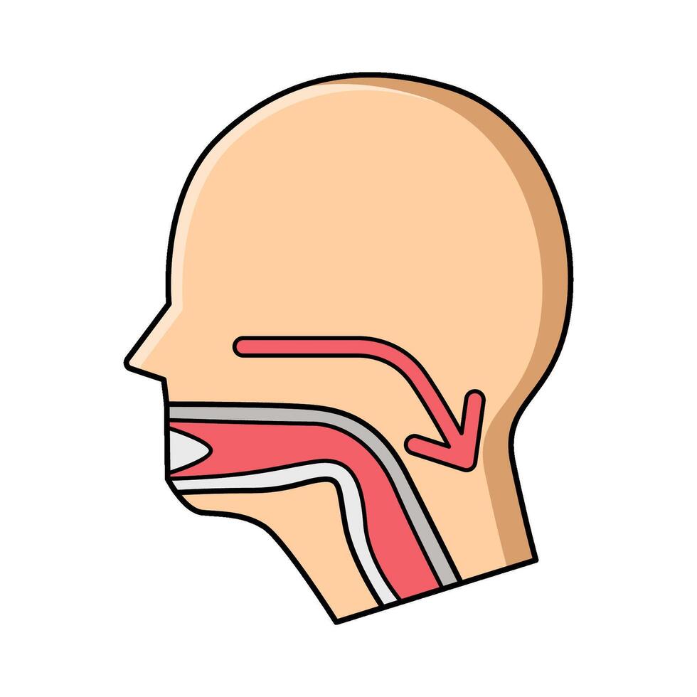 illustration of Swallow anatomy vector