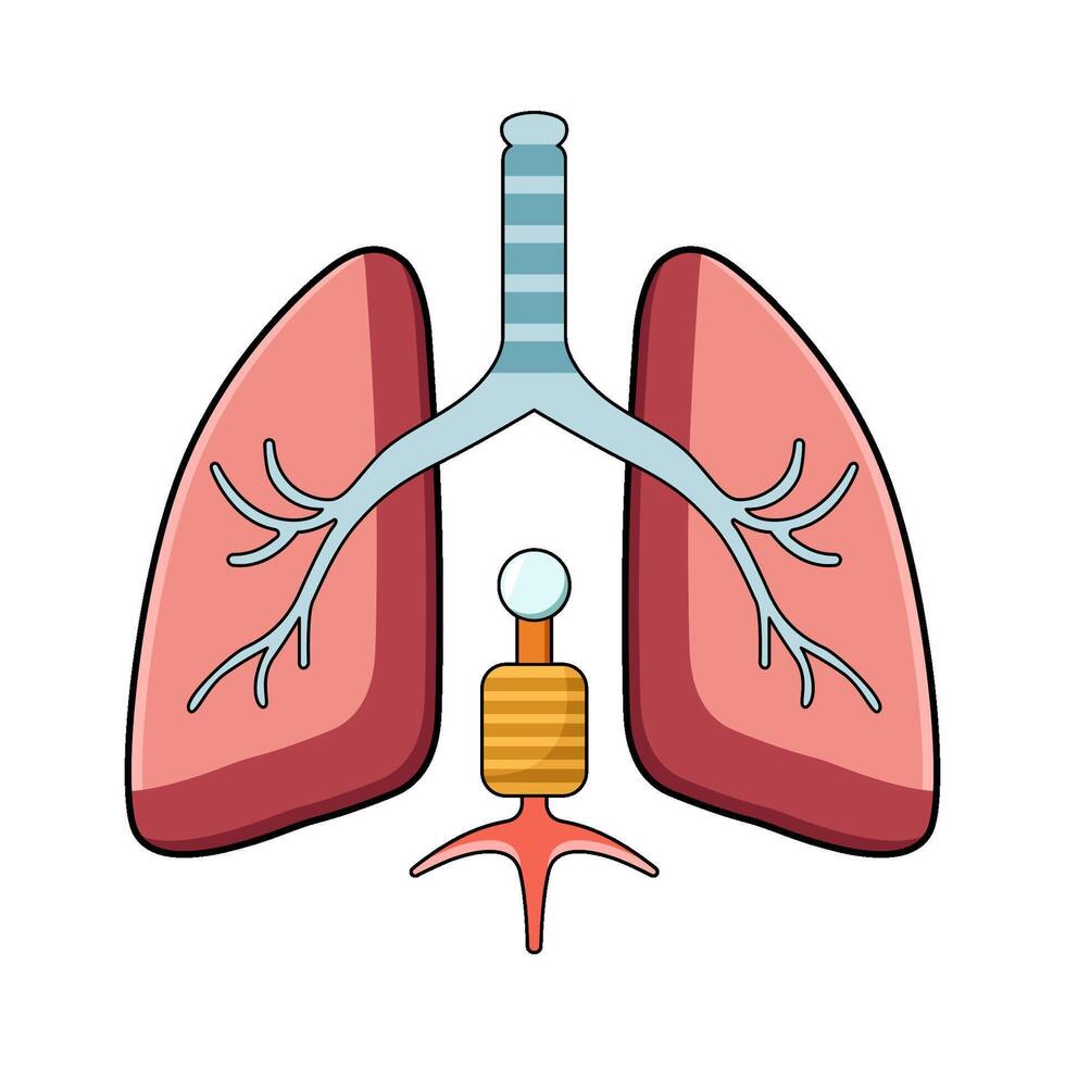 illustration of Diaphragm Movement vector