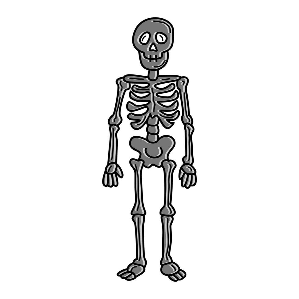 a cartoon skeleton standing in front of a white background vector