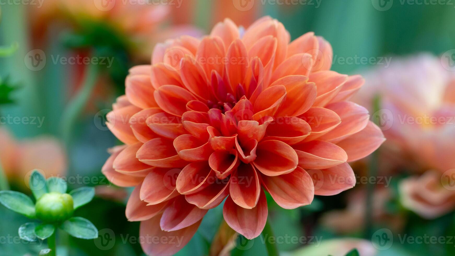 Vibrant orange dahlia flower in full bloom. Its many petals are densely packed creating a textured radial pattern. Background is softly blurred green foliage highlighting the flower form and color. photo